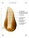 Нічна сироватка для обличчя Allies of Skin Mandelic Pigmentation Corrector Night Serum AOS15 фото 2